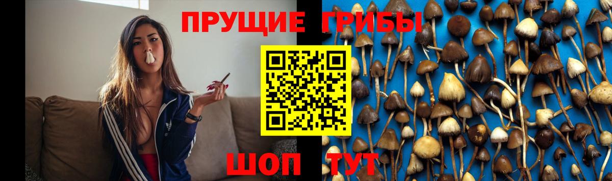 Можайск  Псилоцибиновые грибы Psilocybine cubensis  Вход с VPN 